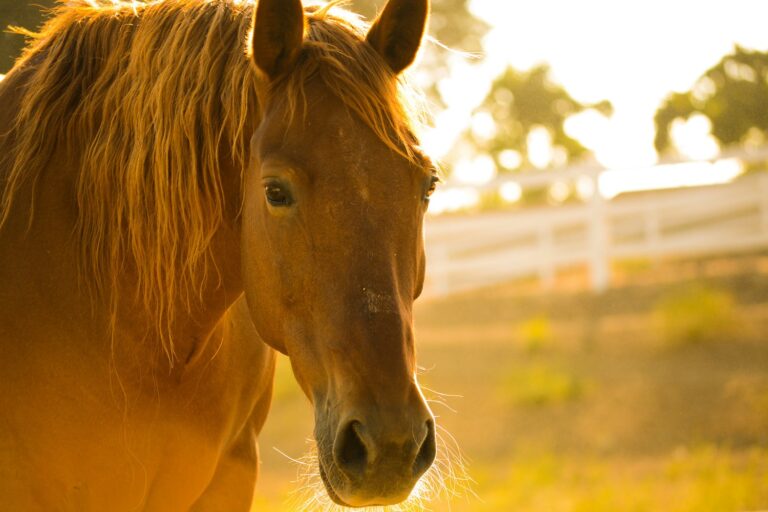 horse in pasture