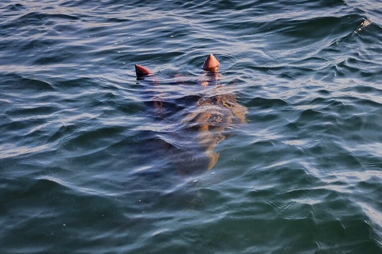 Creature of Lake Okanagan photo